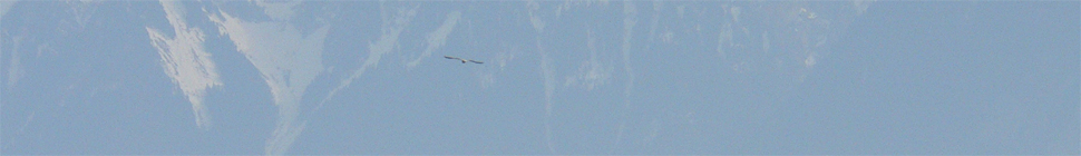 Holly Witteman random header image